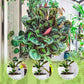 Nutriente líquido para plantas externas e internas