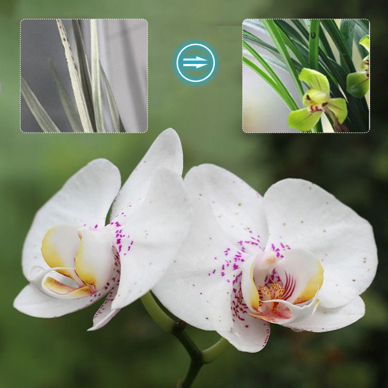 Pousbo® Orchids Plant Concentrated Nutrient Solution